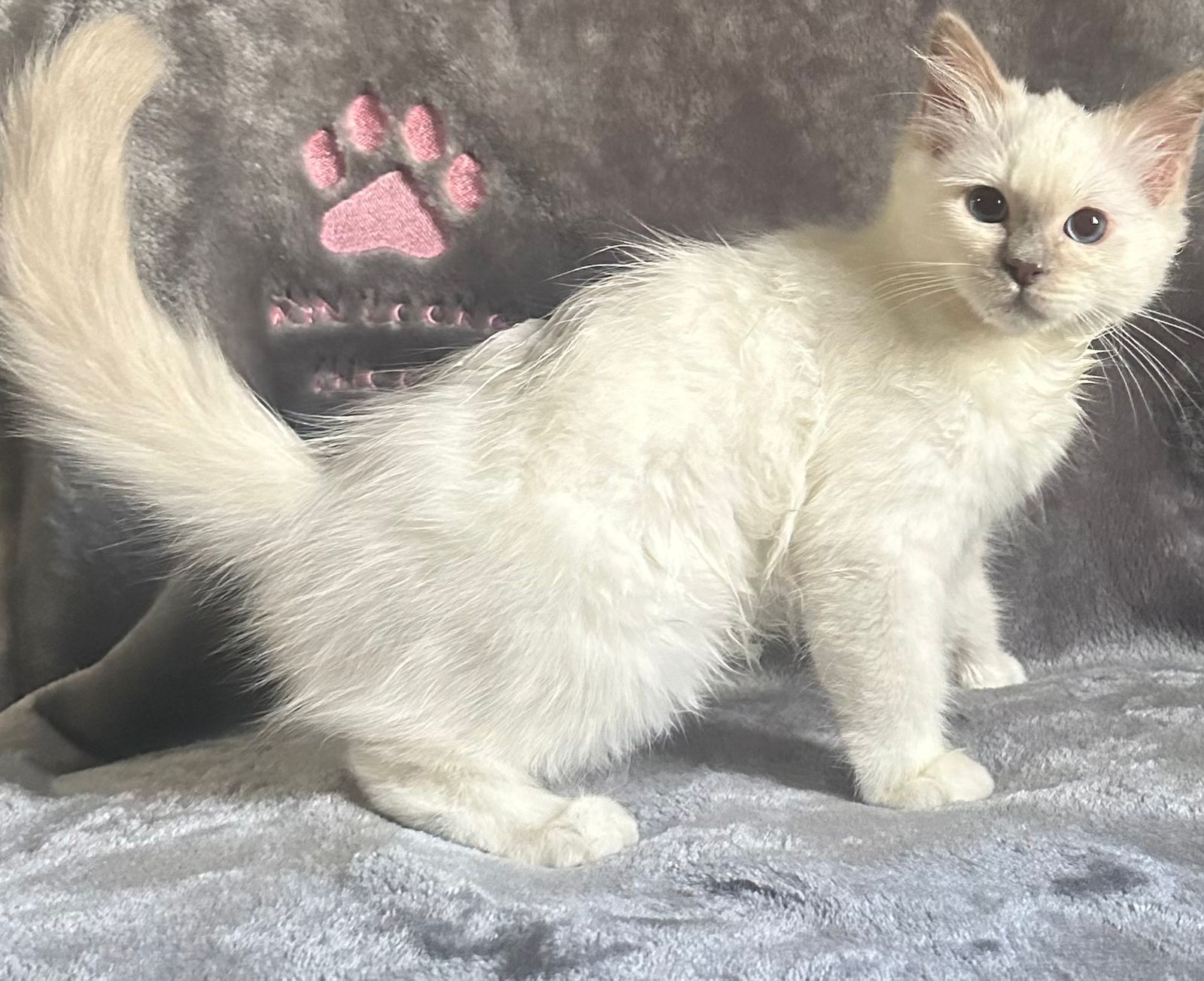CatDance Young Mi