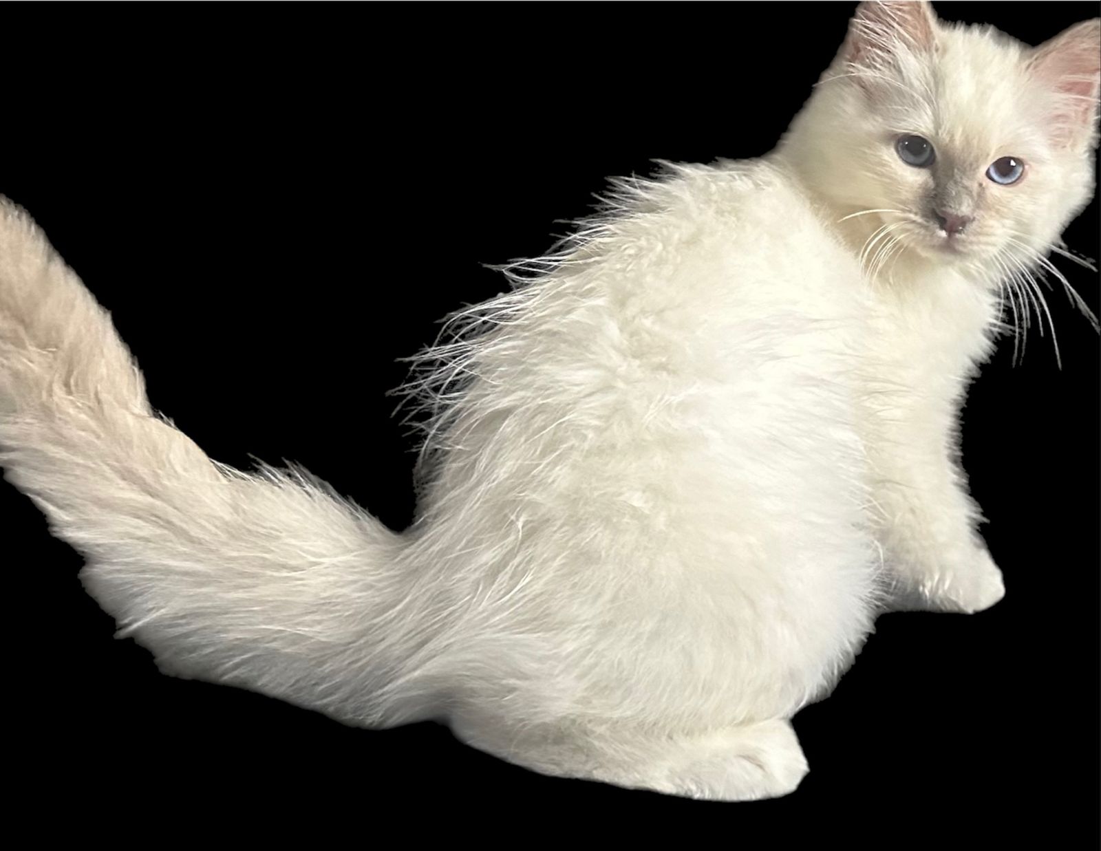 CatDance Young Mi